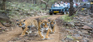 ranthambore with golden triangle tour plan